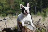 BOULEDOGUE FRANCAIS 761